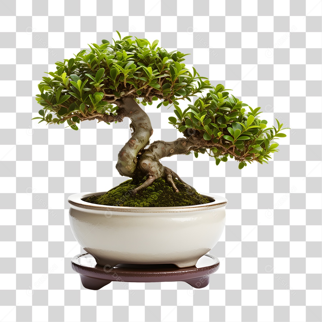 Bonsai PNG Transparente