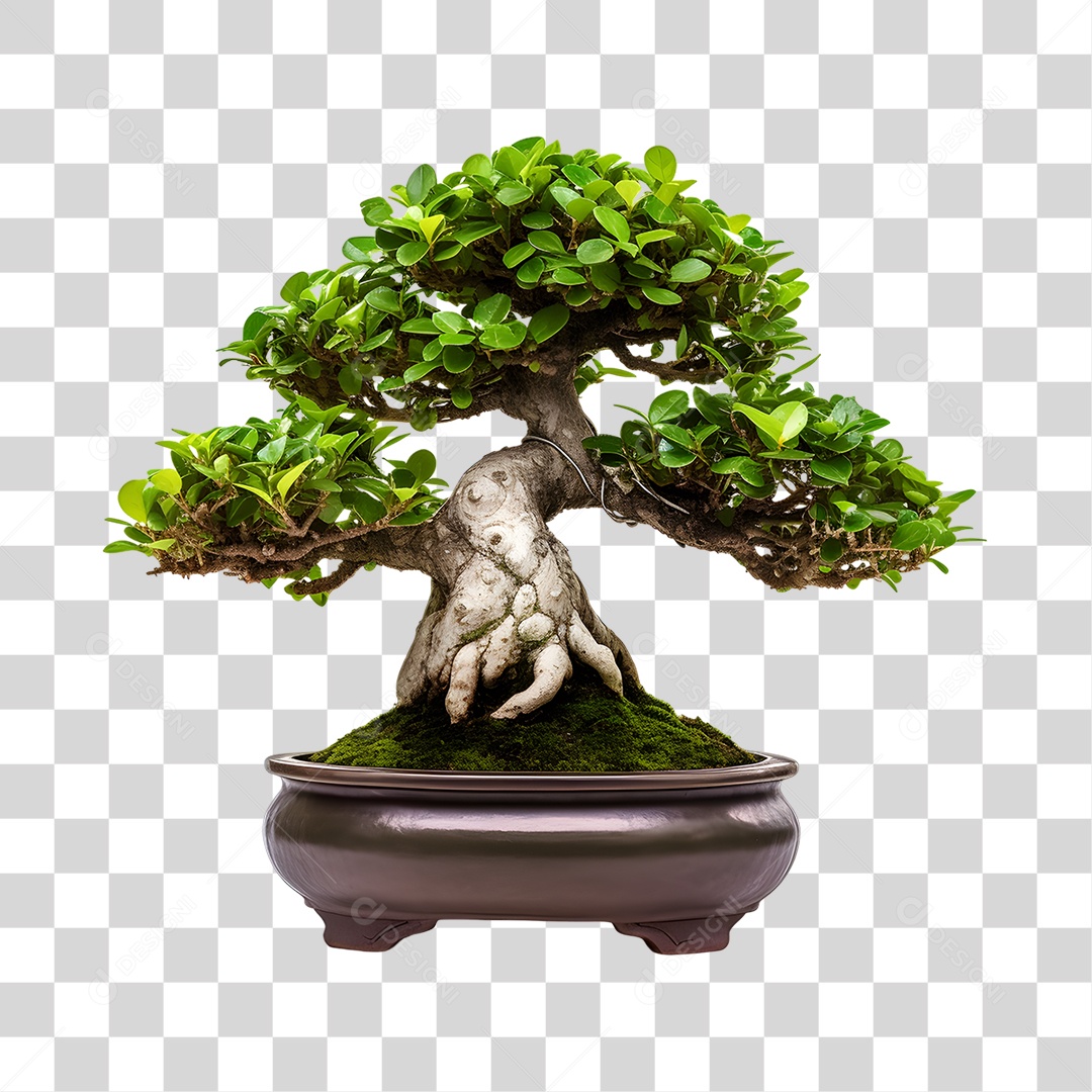 Bonsai PNG Transparente