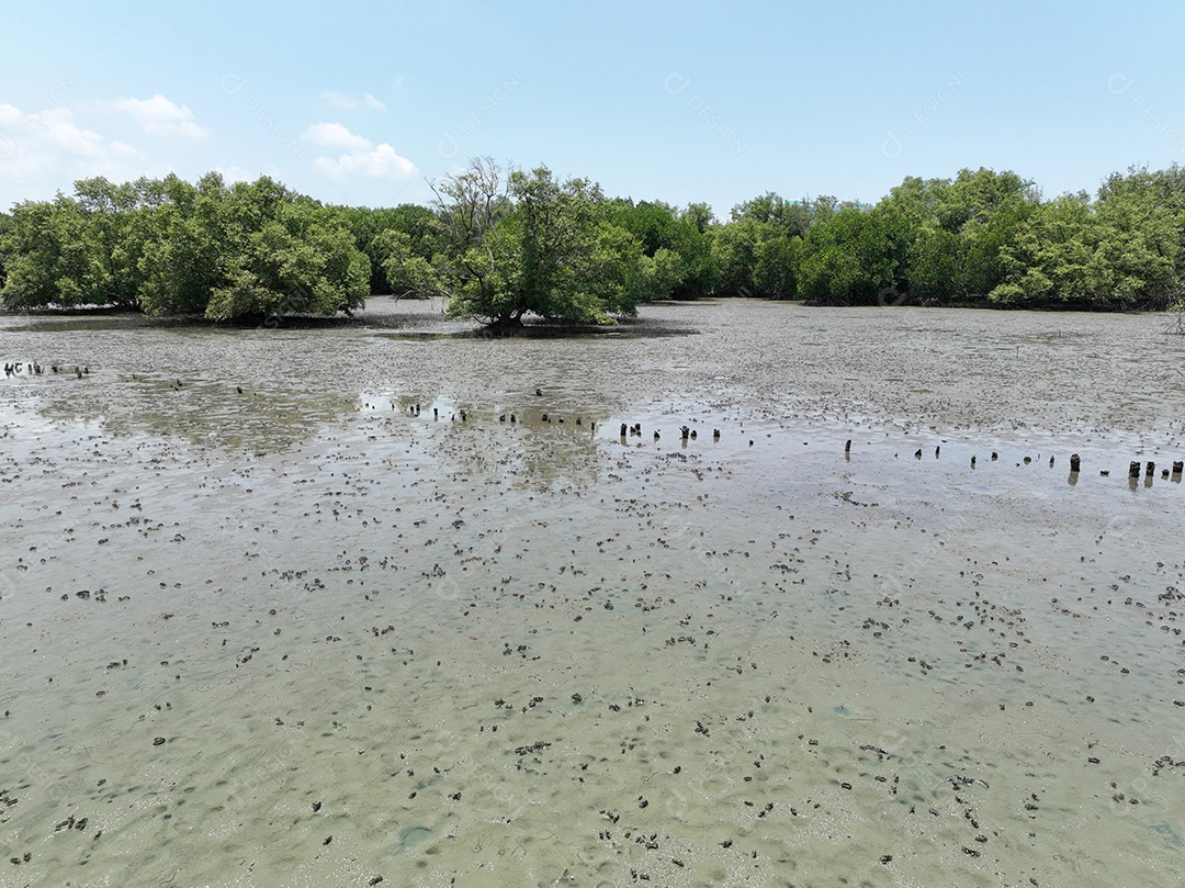 Conceito de captura de carbono sumidouros naturais de carbono árvores de mangue capturam CO2 da atmosfera