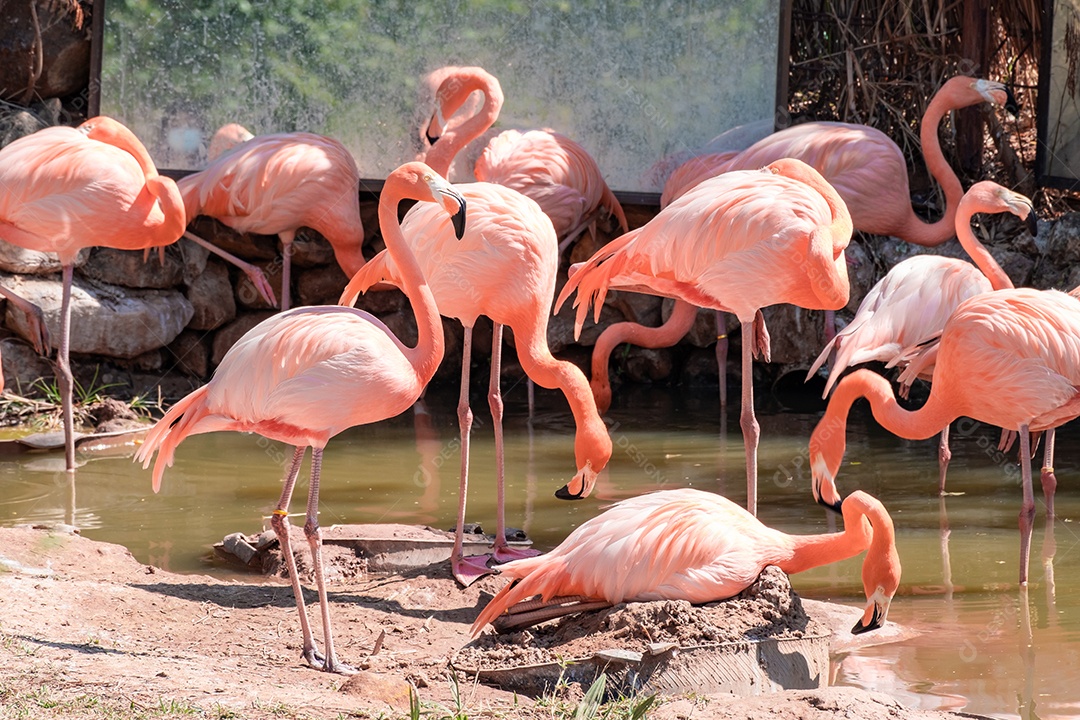 Bando de flamingos cor de rosa caminhando à beira do rio no zoológico.