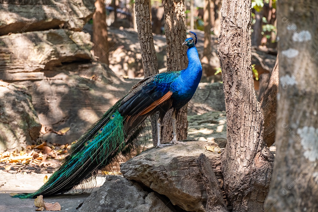 Pavão em pé sobre uma pedra no zoológico