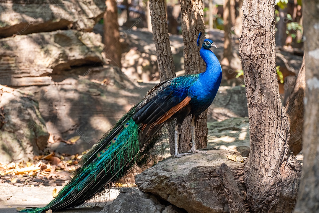 Pavão em pé sobre uma pedra no zoológico