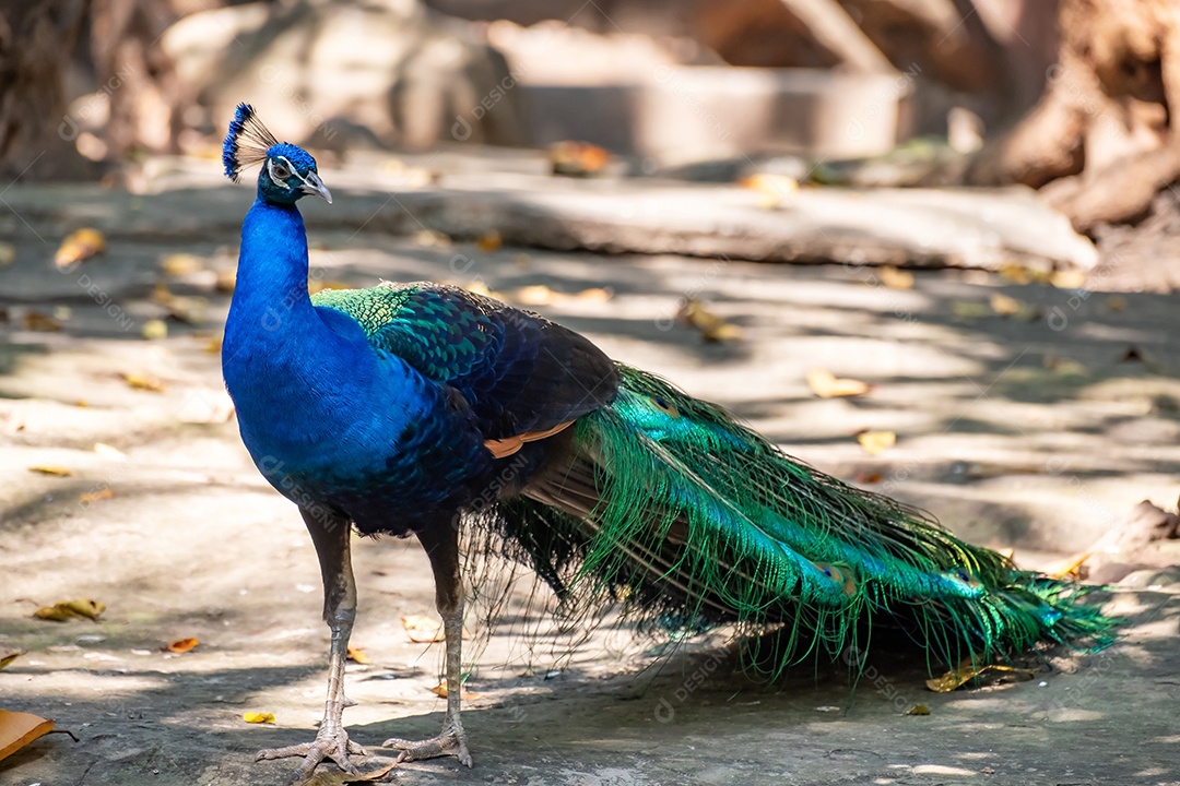 Pavão em pé sobre uma pedra no zoológico