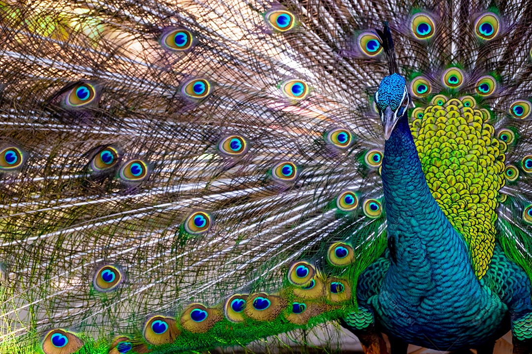 Pavão em pé sobre uma pedra no zoológico