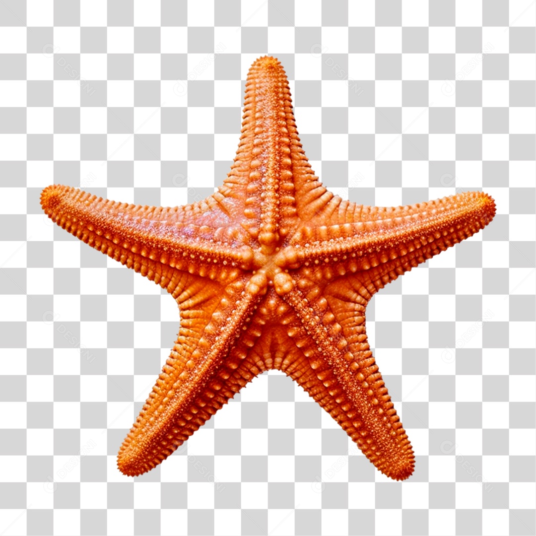 Elemento 3D Estrela do Mar PNG Transparente