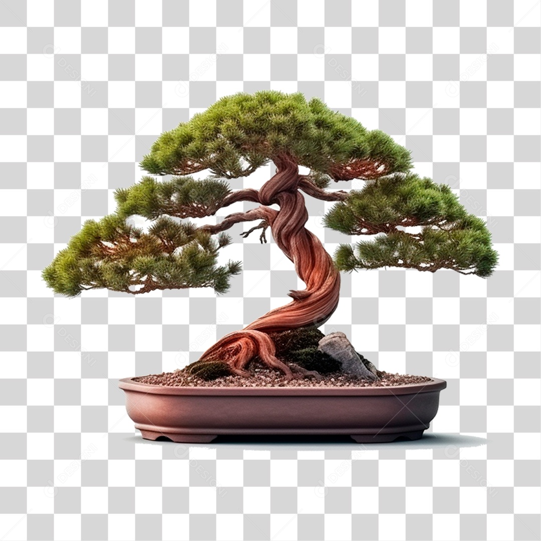 Bonsai PNG Transparente