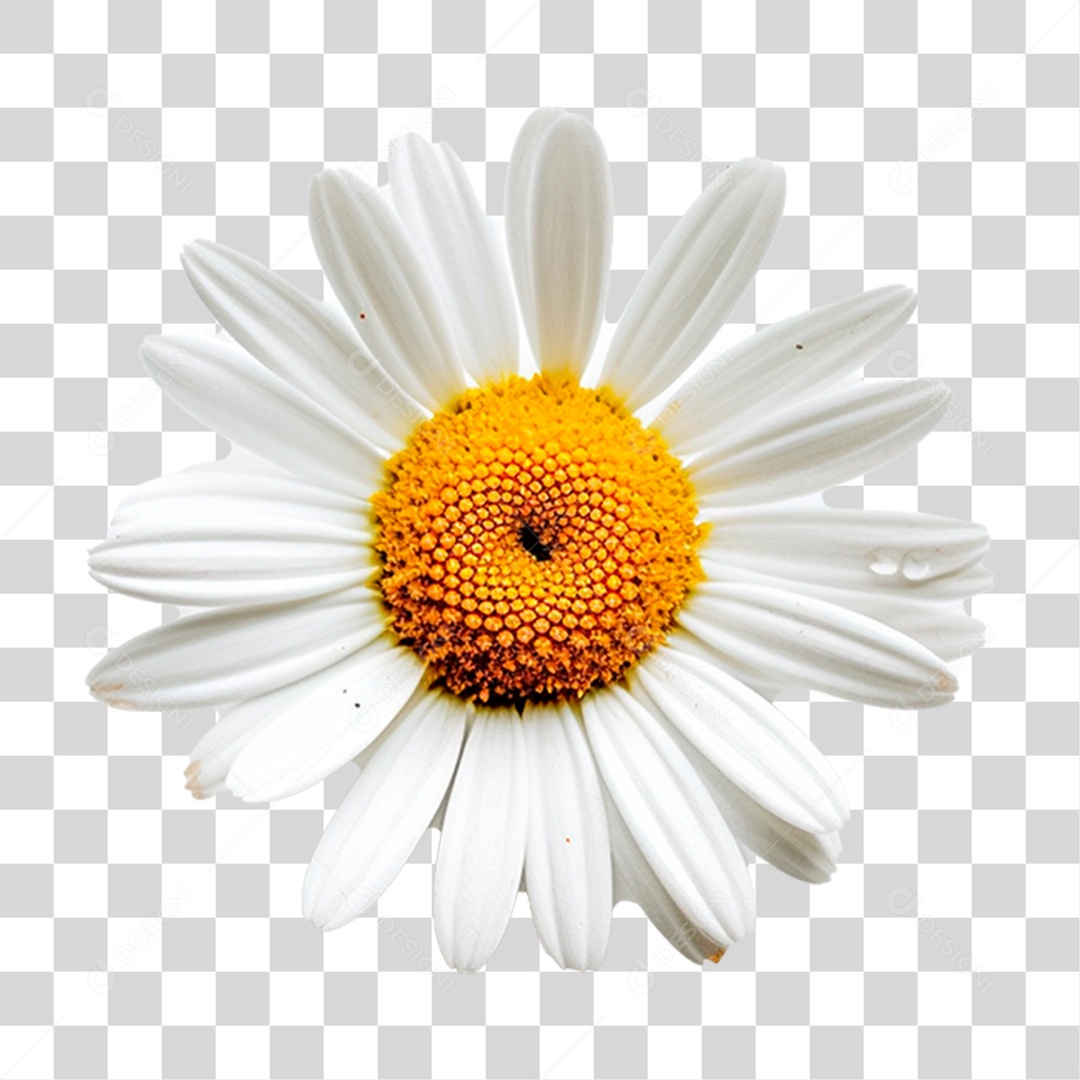 Flor de Camomila PNG Transparente