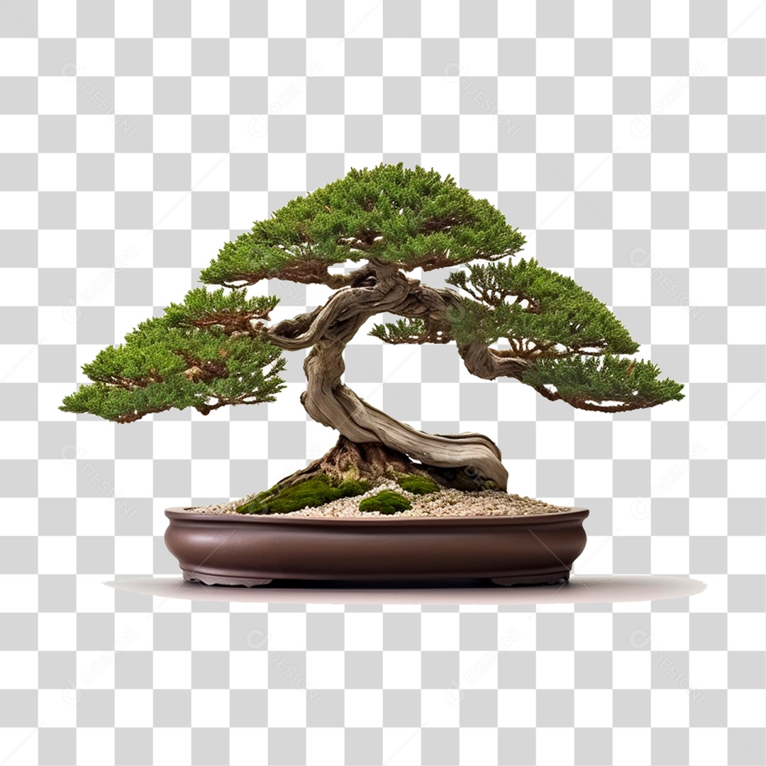 Arvore Bonsai PNG Transparente