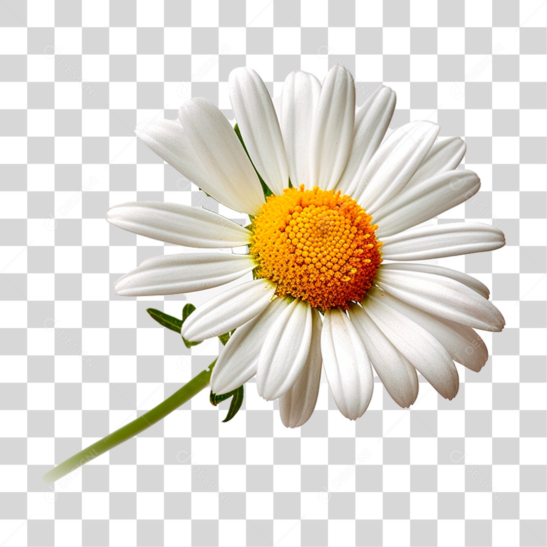 Flor Camomila PNG Transparente