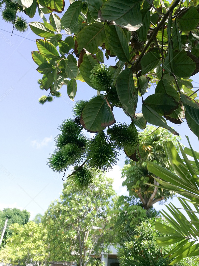 Árvore com mamonas verdes contra céu azul