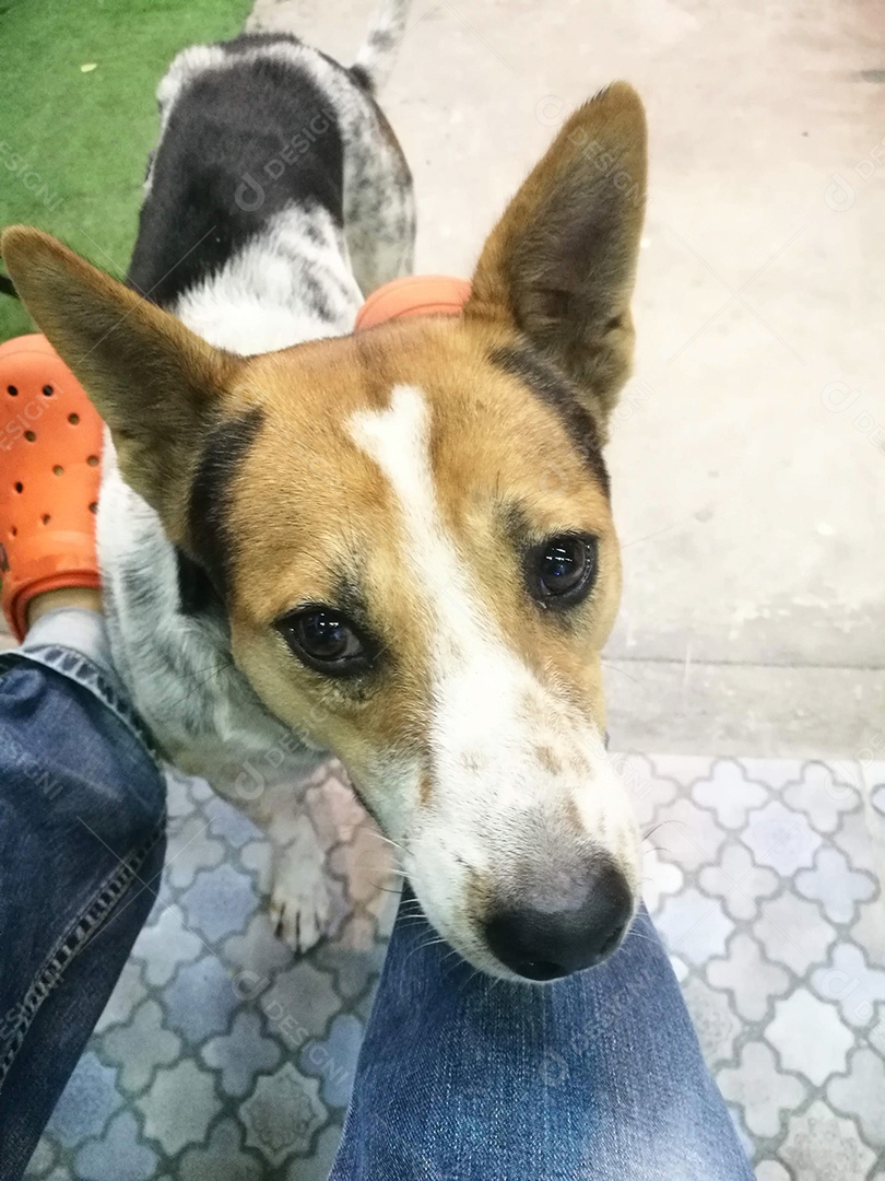 Adorável cachorro preto e branco