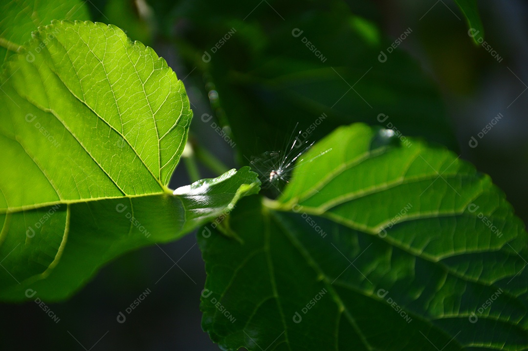 Detalhes da teia de arranha sobre a folha verde