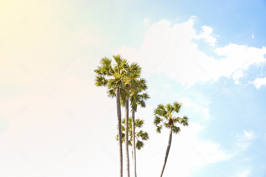 Lindas palmeiras altas sobre céu azul