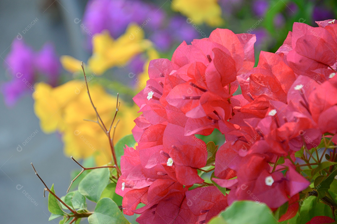 Jardim com flores coloridas