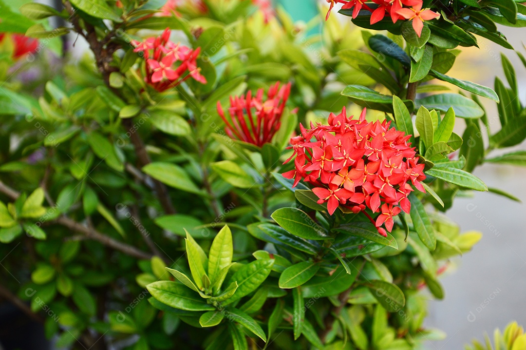 Planta com flores vermelhas