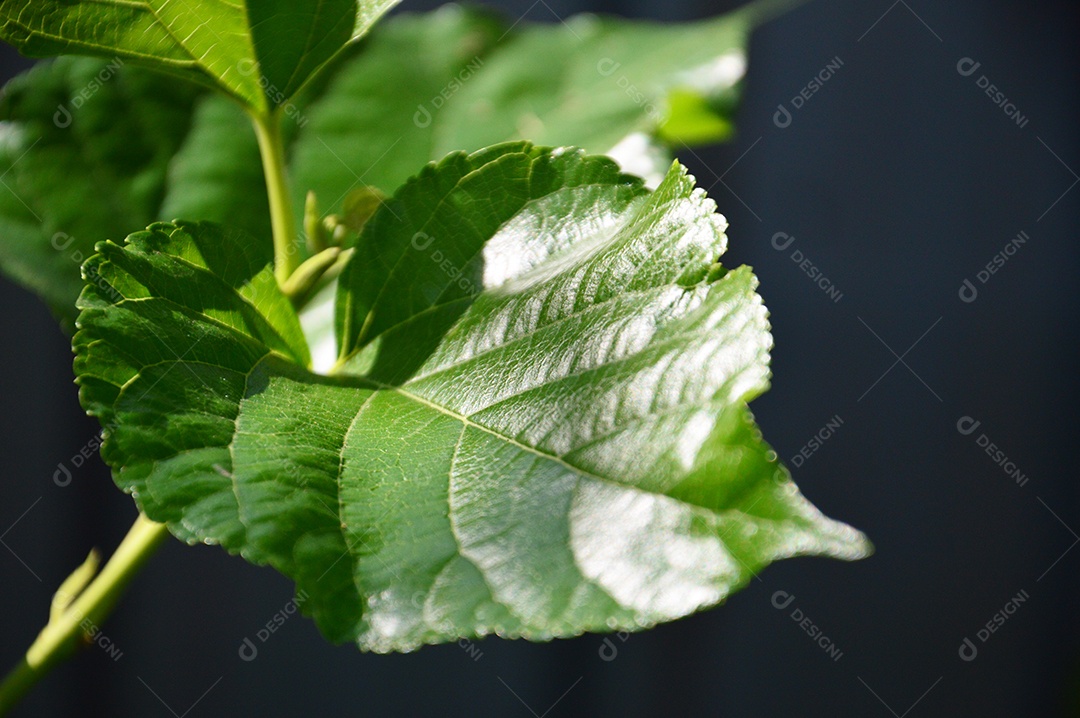 Folhas verdes em fundo escuro