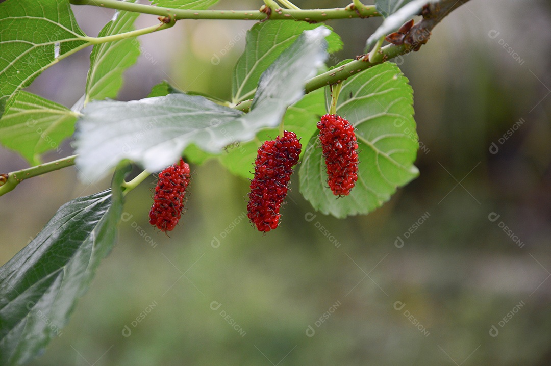 Amoras maduras no pé