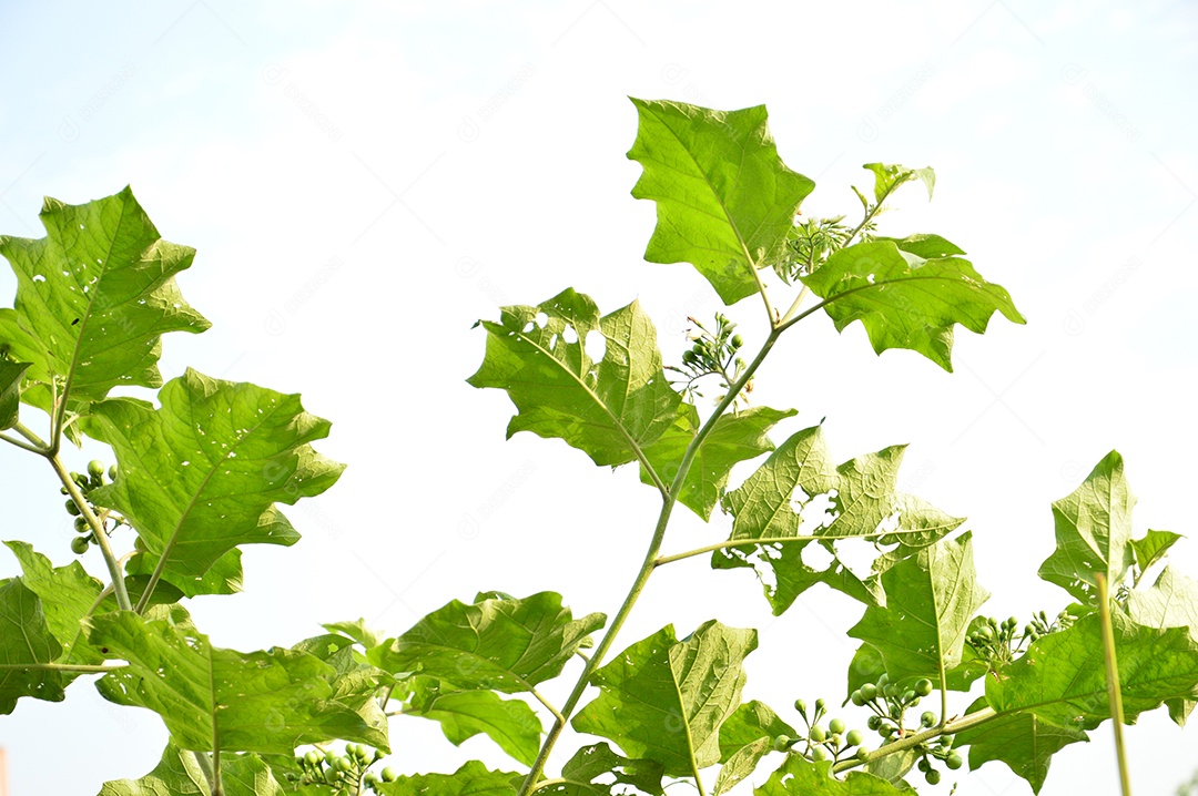 Folhas verdes de pé de amora