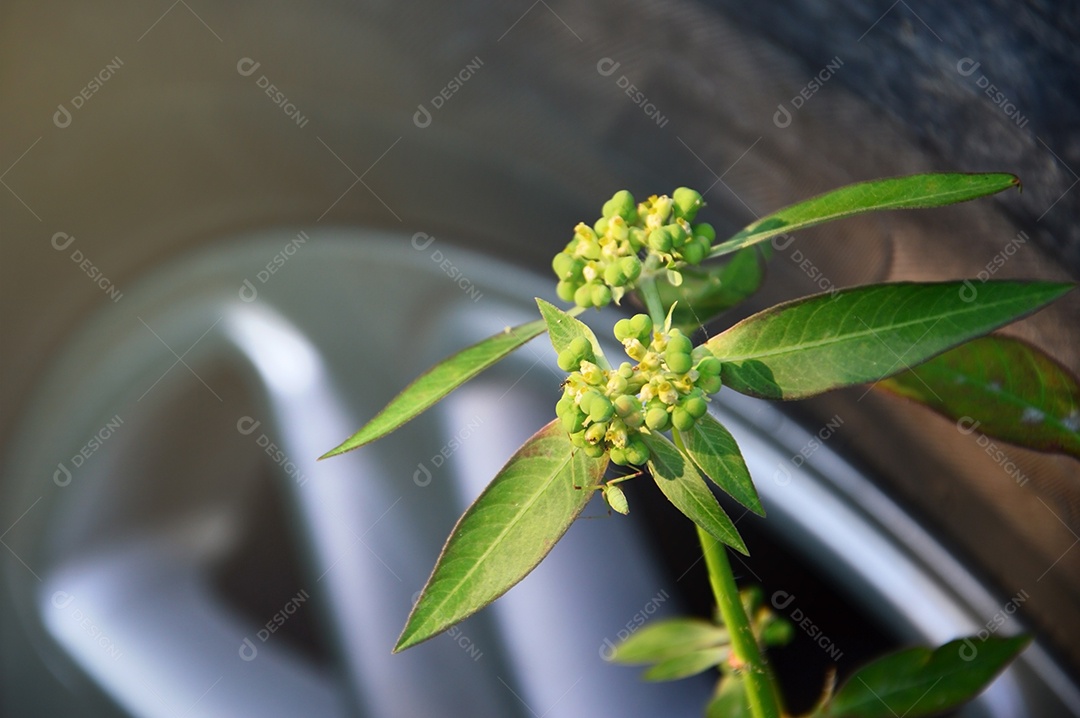 Planta com  folhas verdes