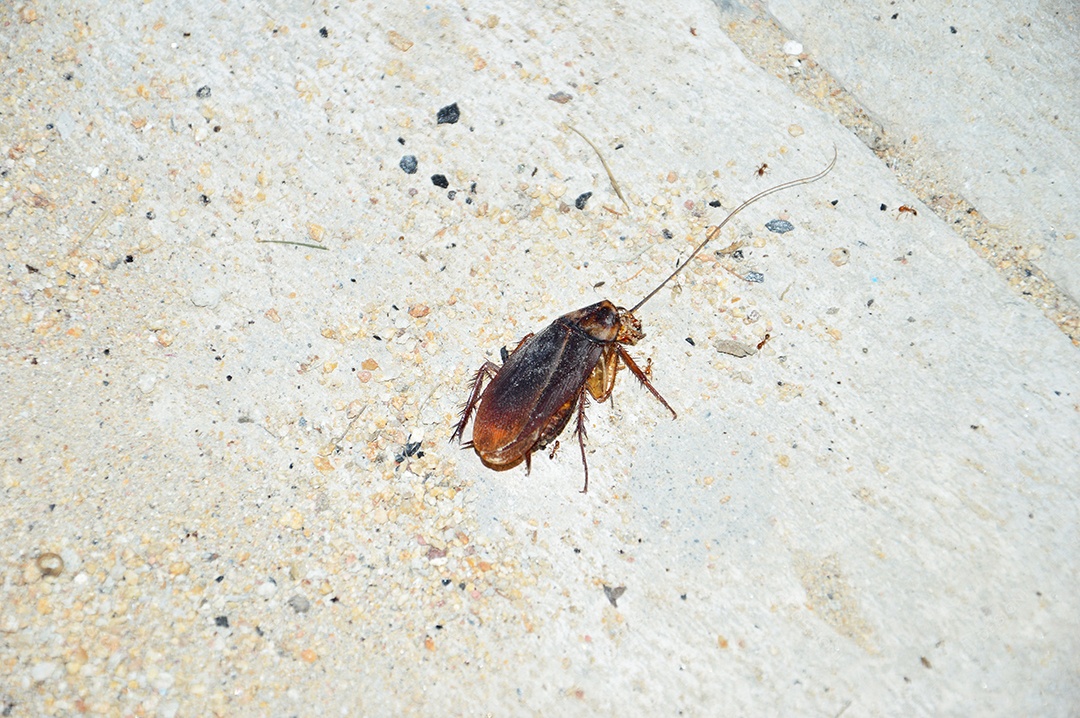 Inseto barata esmagado no chão