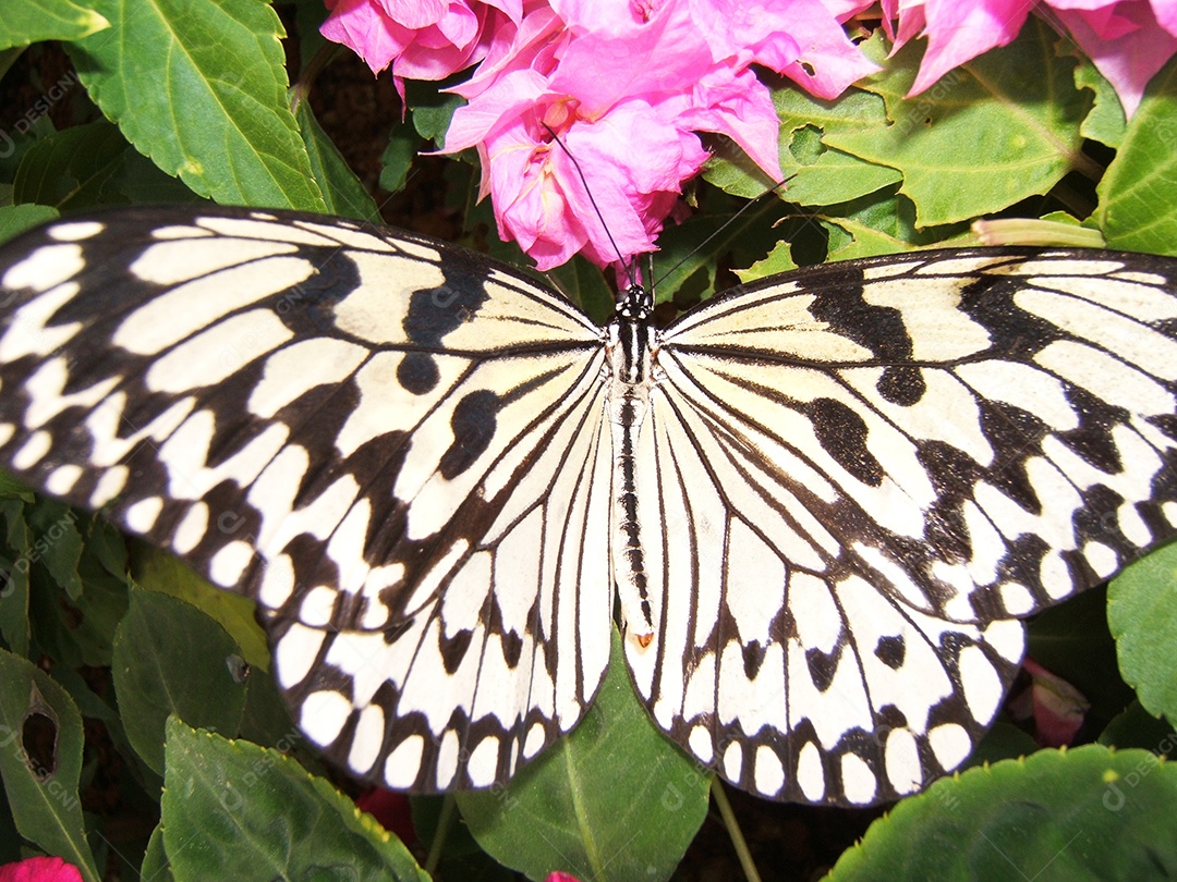 Linda borboleta branca com detalhes pretos