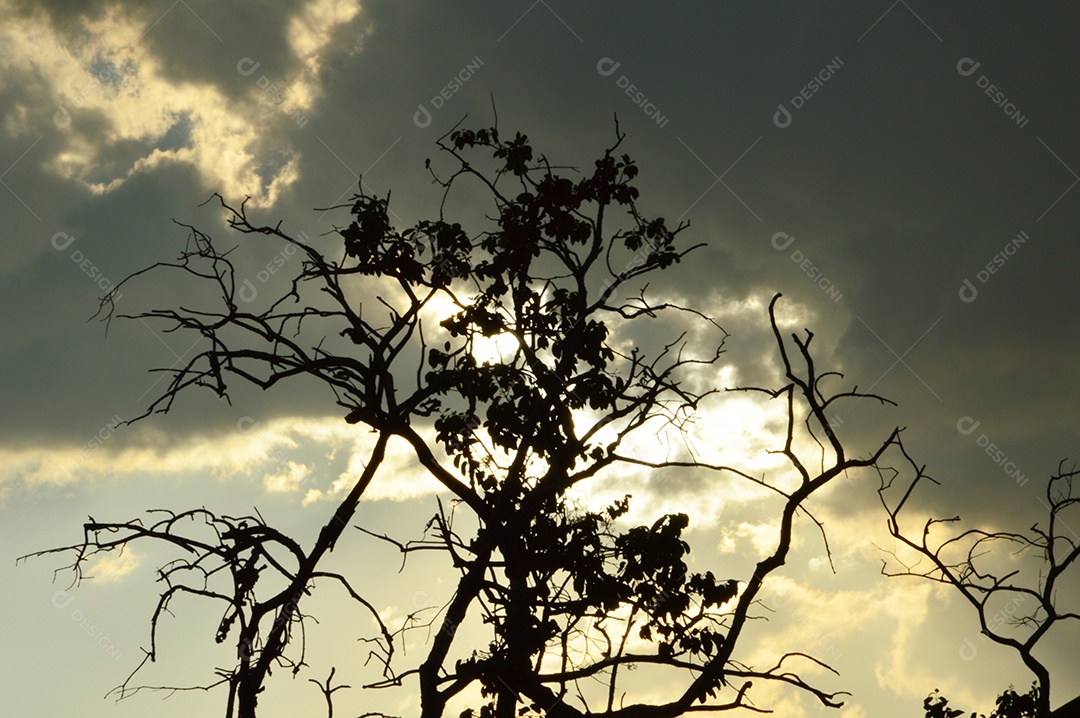 Árvore seca em fundo de céu nublado