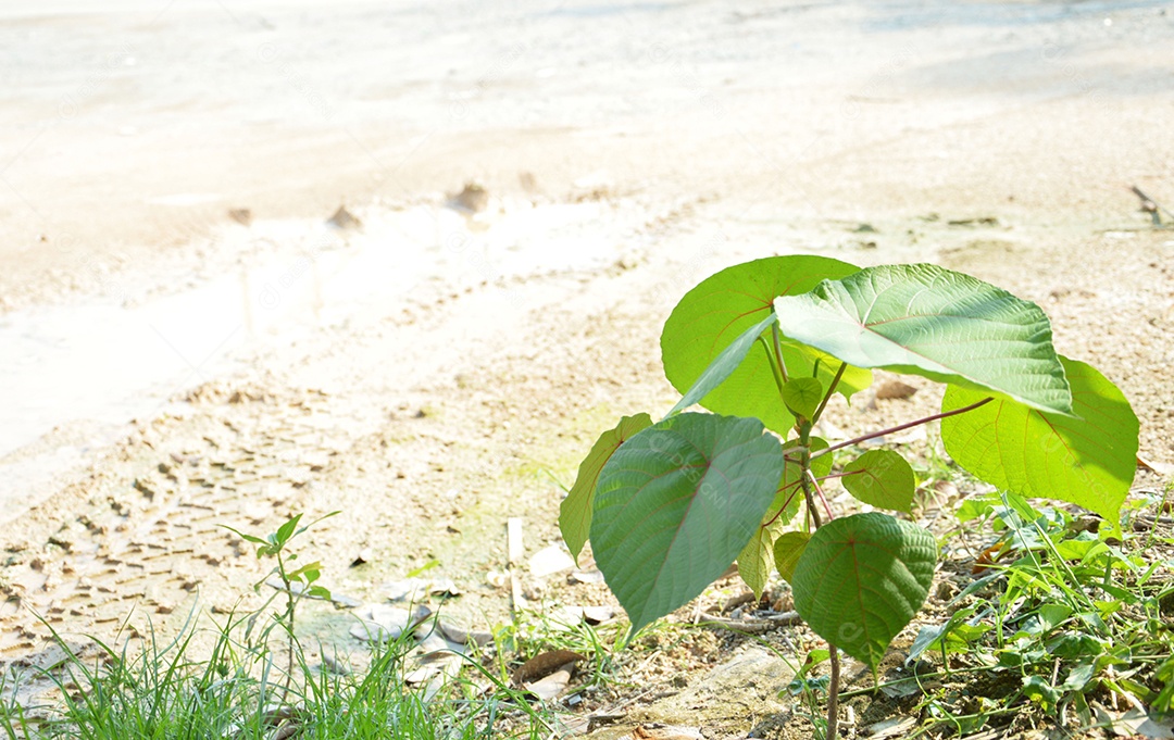 Plantas com folhas verdes