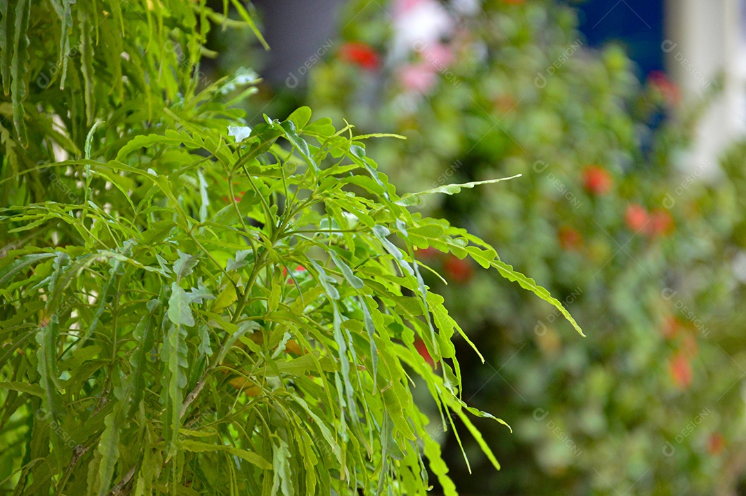 Detalhes de plantas verdes