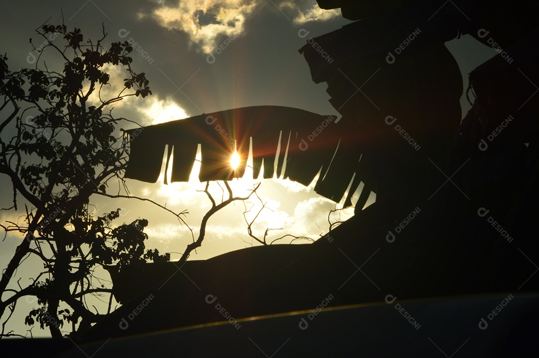 Árvores sobre sombra de pôr do sol