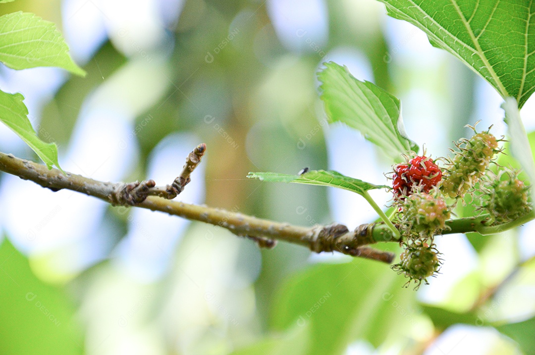 Galho de uma árvore de amora