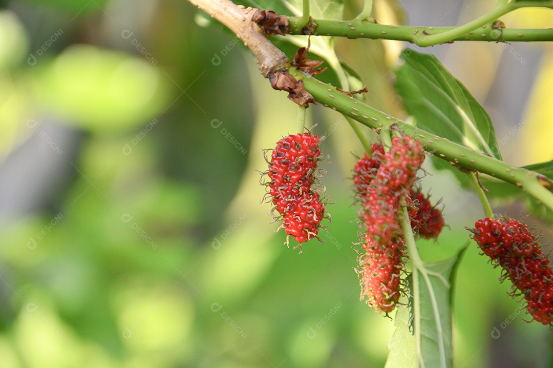 Galho de uma árvore de amora