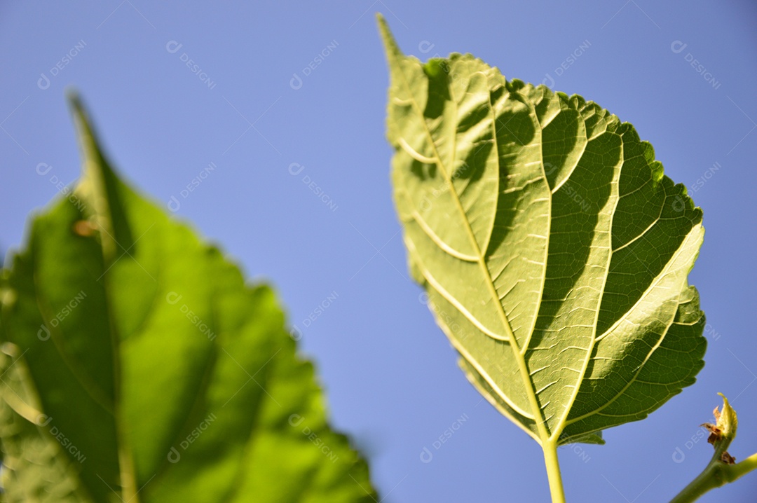 Folha verde de uma árvore de amora