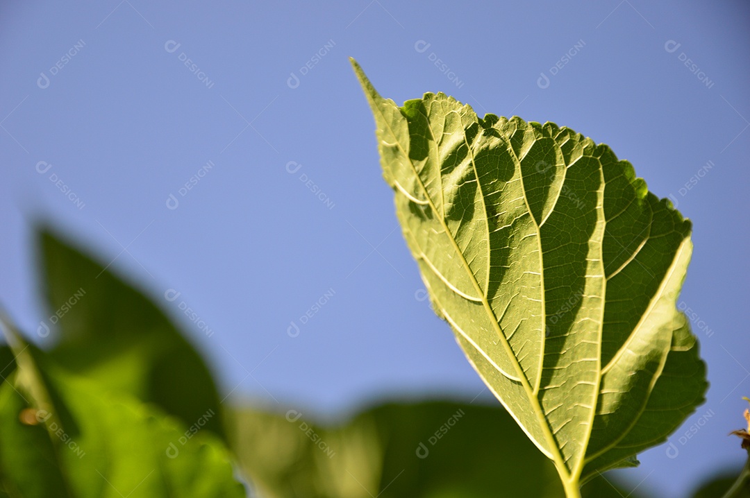 Folha verde de uma árvore de amora