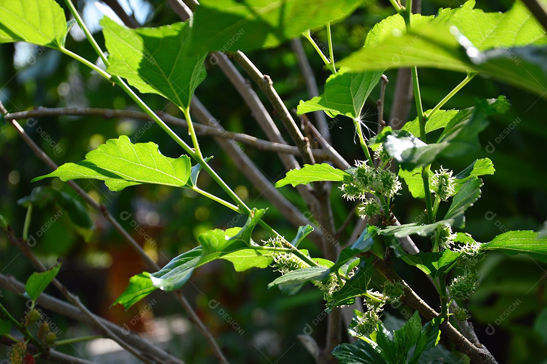 Folha verde de uma árvore de amora