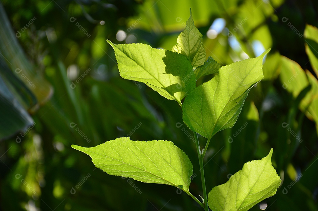 Folha verde de uma árvore de amora