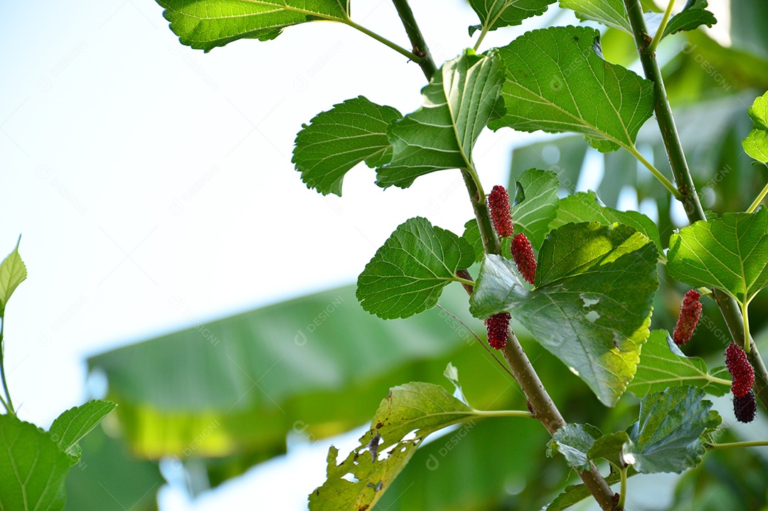 Folha verde de uma árvore de amora