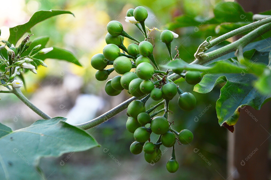 Planta com frutos jurubeba verde