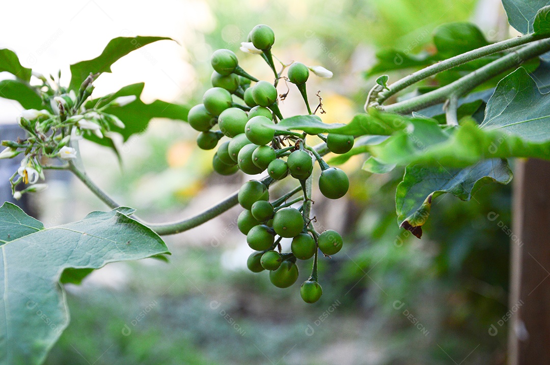 Planta com frutos jurubeba verde