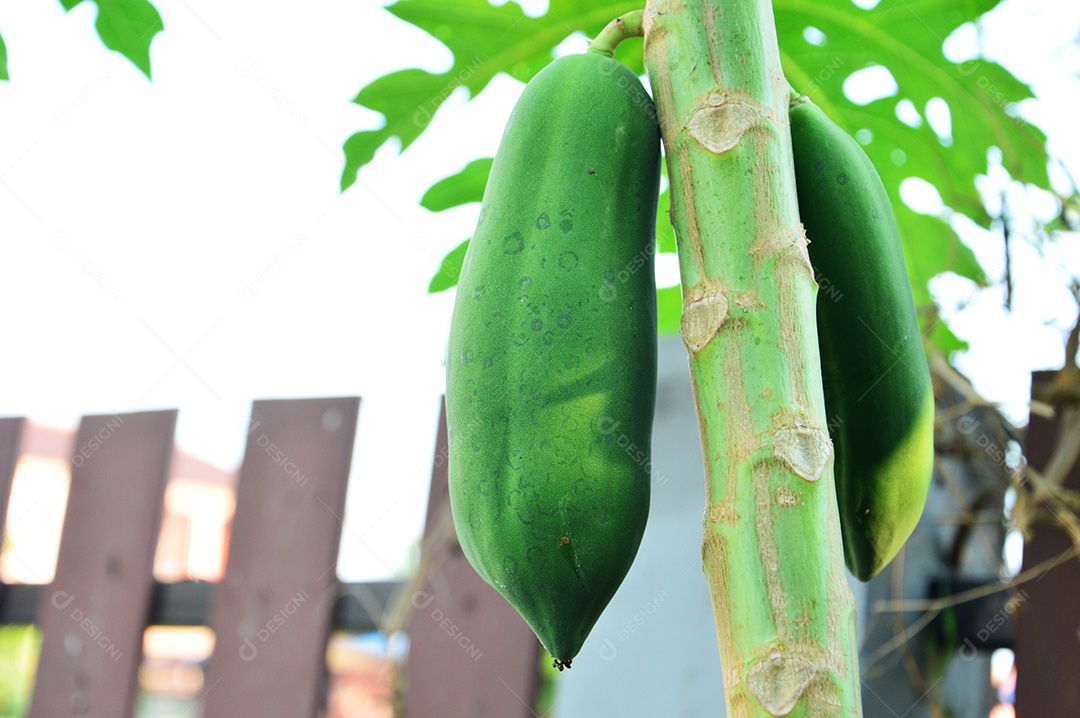 Árvore com mamão verde