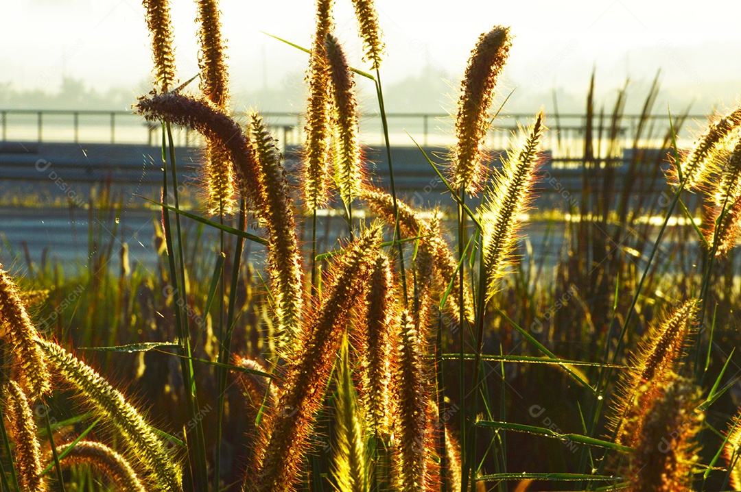 Planta rabo-de-raposa