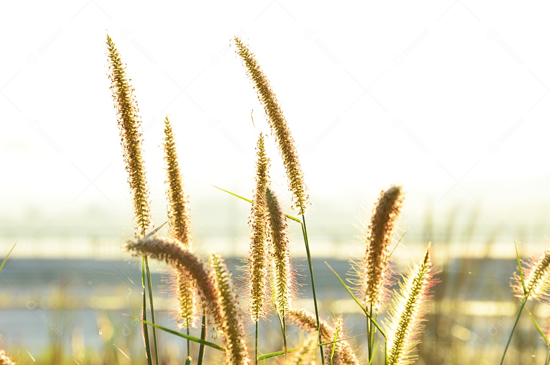 Planta rabo-de-raposa