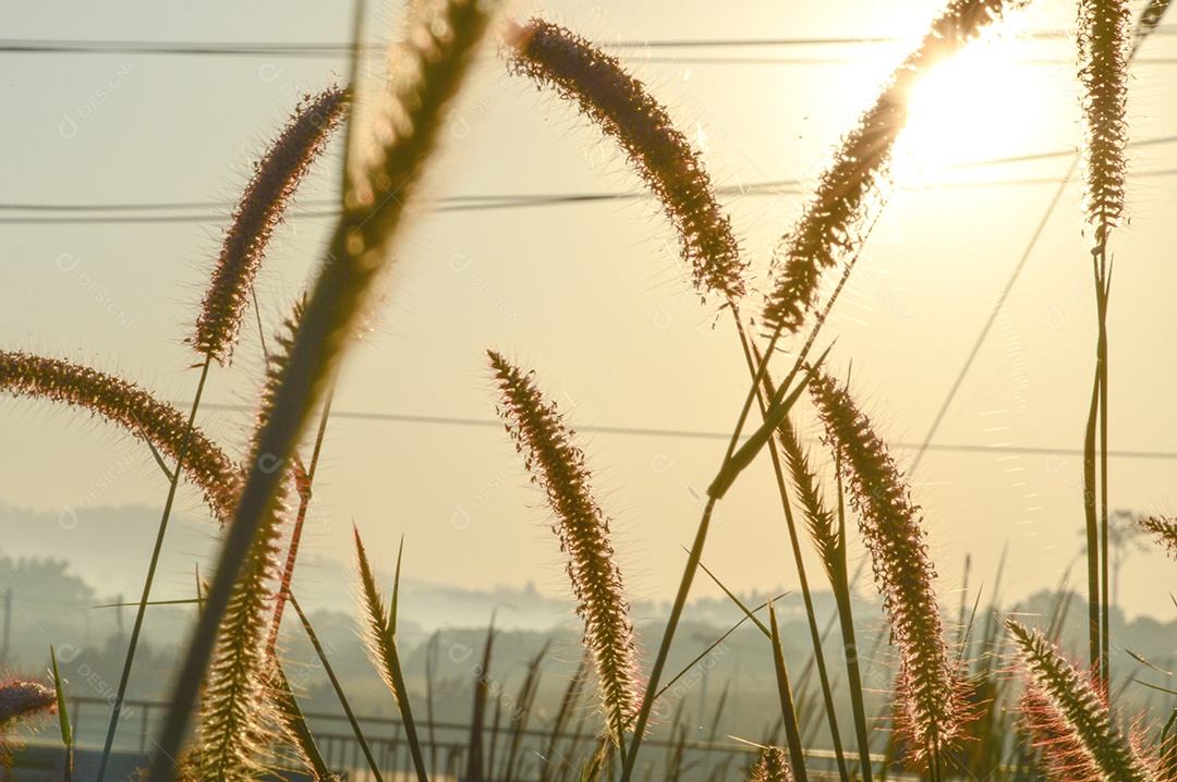 Planta rabo-de-raposa