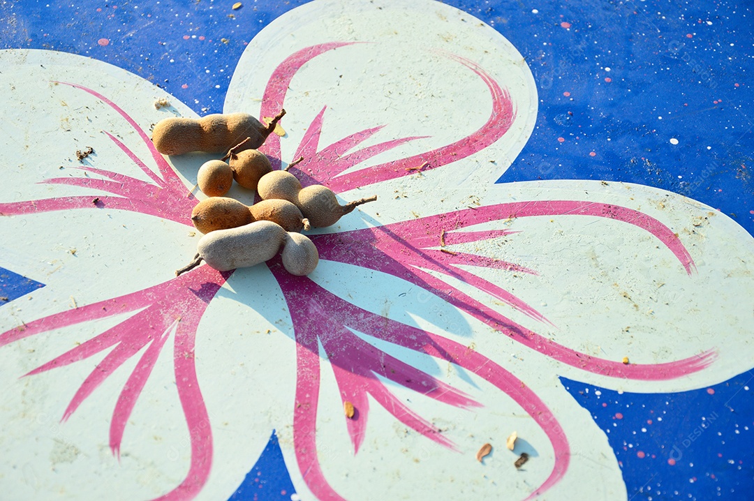 Fruta tamarindo madura colhido