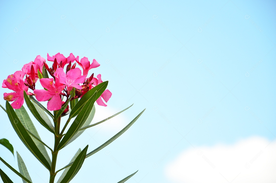 Linda flor rosa sobre céu azul
