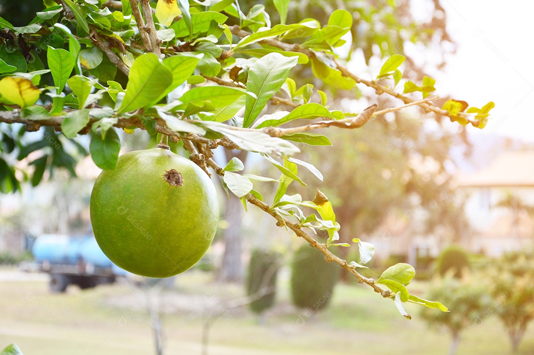 A grande fruta verde chamada jumbura