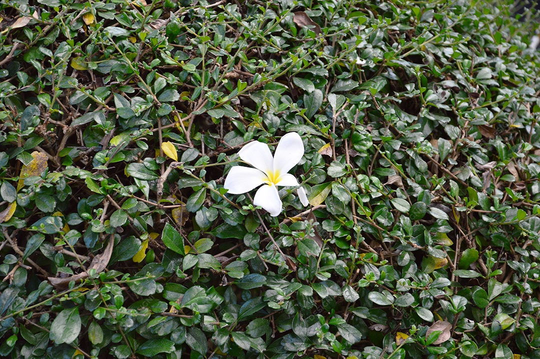 Linda flor branca em parede verde