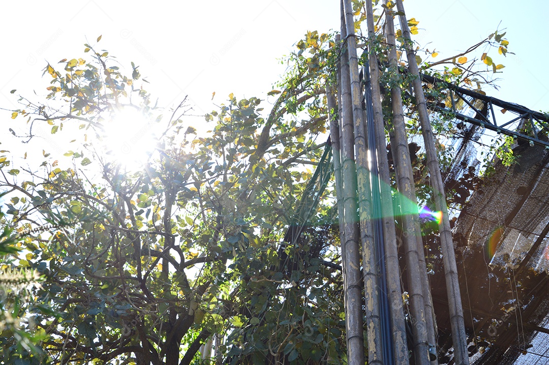 Bambus sustentando árvore