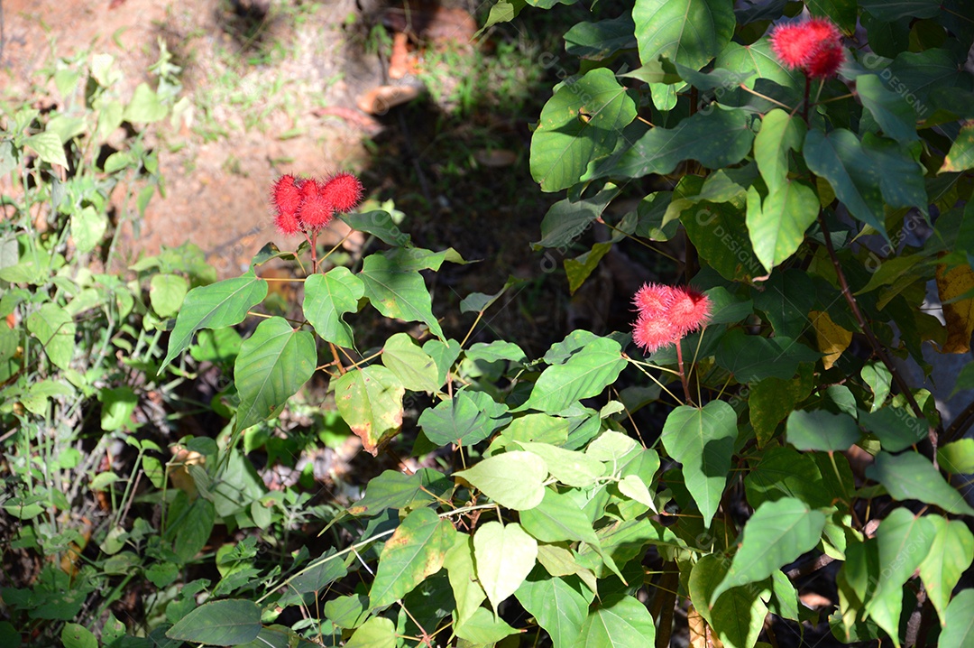 Jardim de flores vermelhas