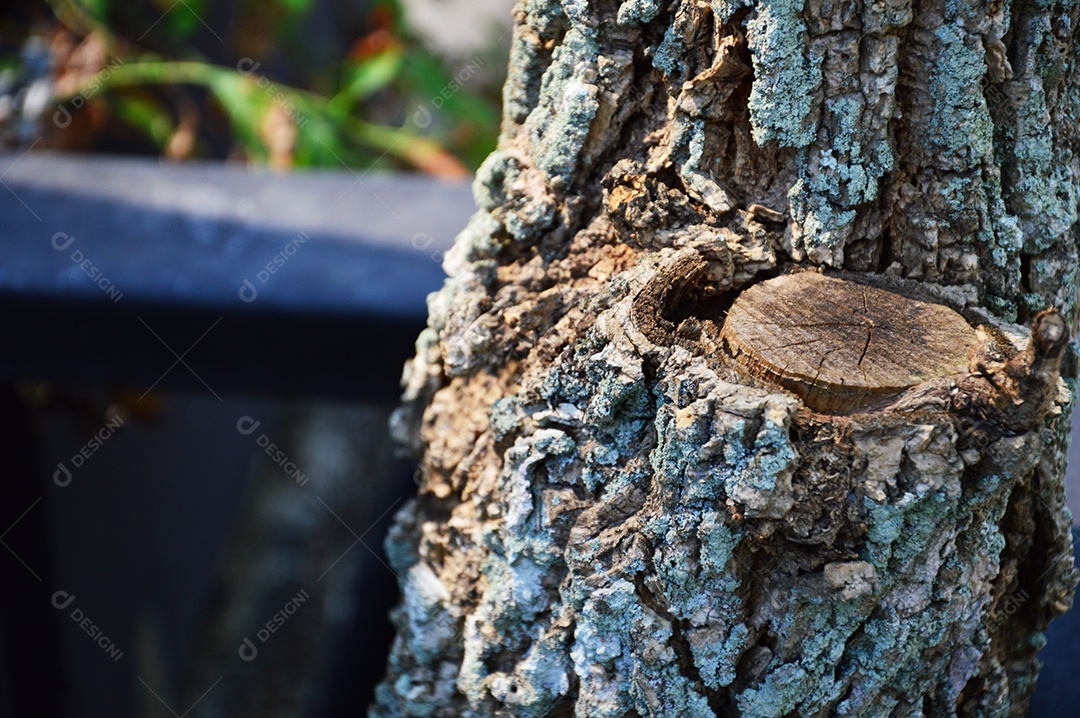 Detalhes tronco de árvore