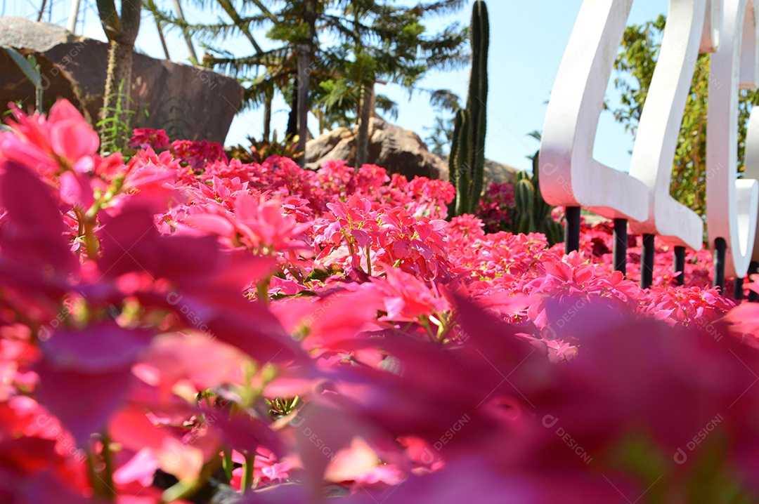 Lindo campo de flores rosas